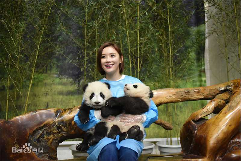 袁姗姗(Mabel Yuan)联合国开发署熊猫大使全球征名暨熊猫使者全球招募启动仪式壁纸壁纸