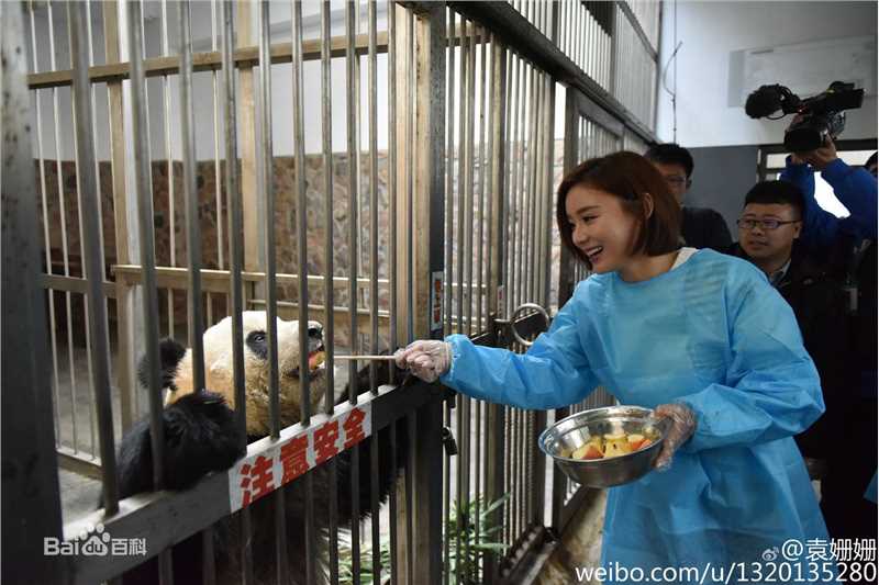 袁姗姗(Mabel Yuan)联合国开发署熊猫大使全球征名暨熊猫使者全球招募启动仪式壁纸壁纸