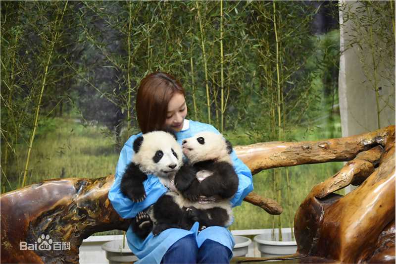 袁姗姗(Mabel Yuan)联合国开发署熊猫大使全球征名暨熊猫使者全球招募启动仪式壁纸壁纸