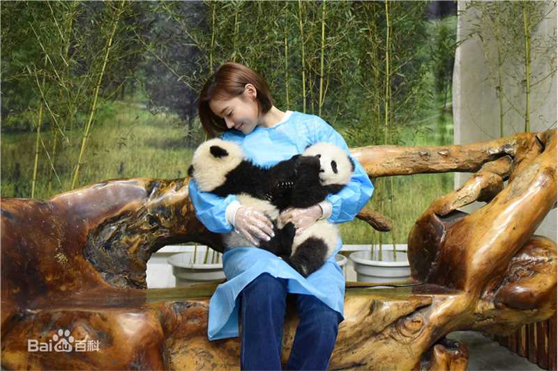 袁姗姗(Mabel Yuan)联合国开发署熊猫大使全球征名暨熊猫使者全球招募启动仪式壁纸壁纸