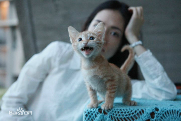 郭碧婷(Bea Hayden)与小动物壁纸壁纸