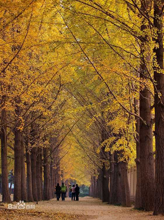 高清李亚鹏(Yapeng Li)图片
