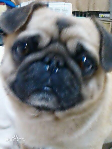 最全岳虹(汉族)素颜照