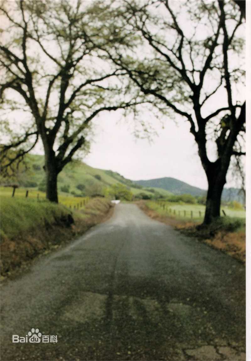 长谷川京子(KYOKO HASEGAWA)精彩图册