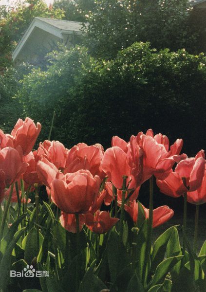 最全长谷川京子(KYOKO HASEGAWA)精彩图册