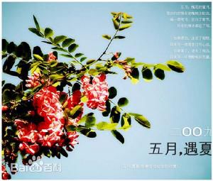 高清蒂娜·特纳(Tina Turner)图片