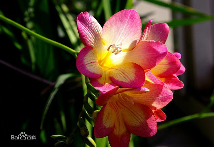 最优质南相美()生活照