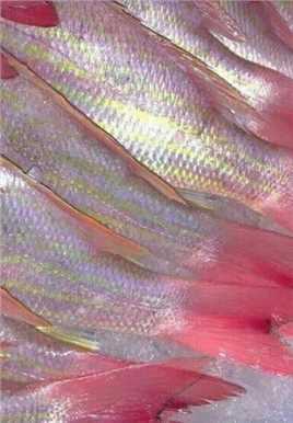 优质唯美时尚静物摆拍意境艺术图片大全图片