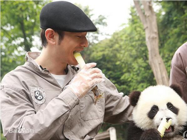 黄晓明(Huang Xiaoming)和熊猫前后照片