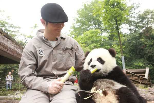 黄晓明(Huang Xiaoming)和熊猫前后照片