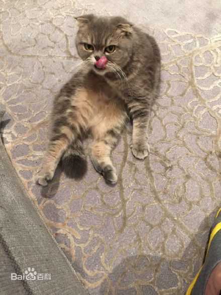 杨颖(Angelababy)baby和小宝贝图册