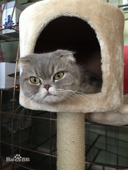 杨颖(Angelababy)baby和小宝贝图册