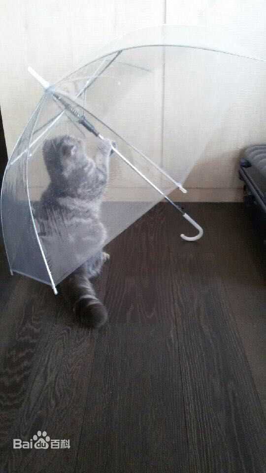 杨颖(Angelababy)baby和小宝贝图册