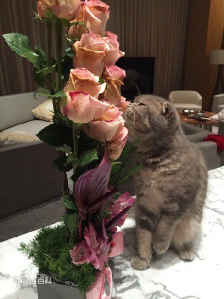 杨颖(Angelababy)baby和小宝贝图册