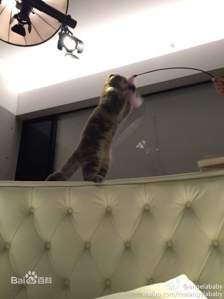 杨颖(Angelababy)baby和小宝贝图册