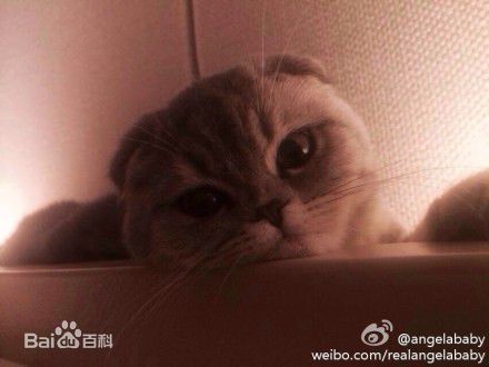 杨颖(Angelababy)baby和小宝贝图册