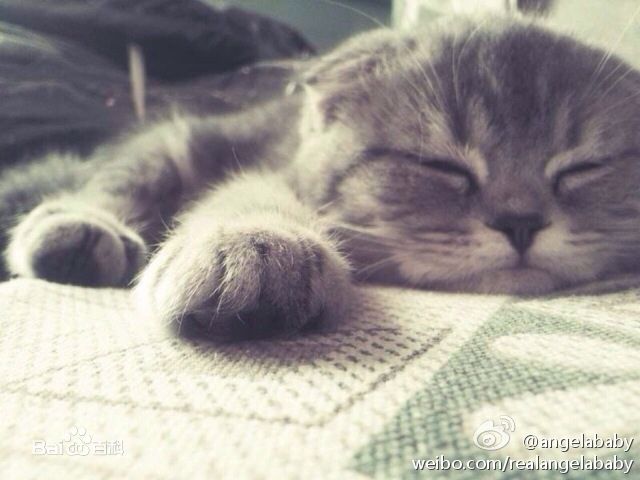 杨颖(Angelababy)baby和小宝贝图册