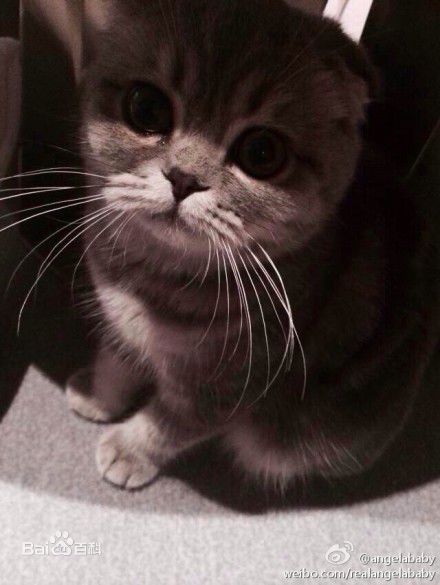 杨颖(Angelababy)baby和小宝贝图册