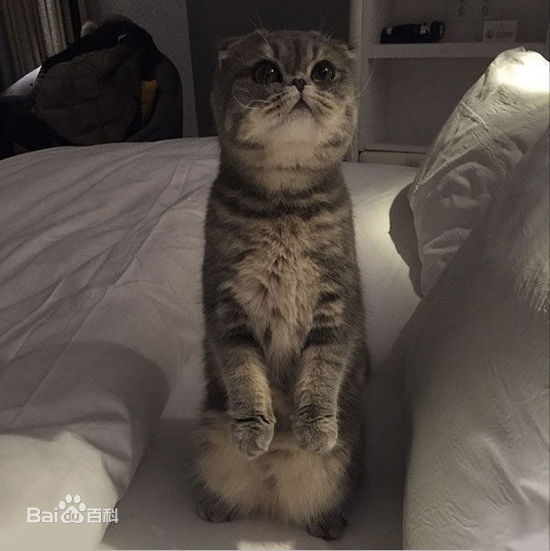 杨颖(Angelababy)baby和小宝贝图册