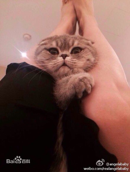 杨颖(Angelababy)baby和小宝贝图册