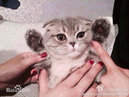 杨颖(Angelababy)baby和小宝贝图册