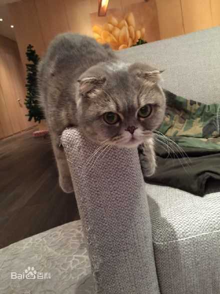 杨颖(Angelababy)baby和小宝贝图册