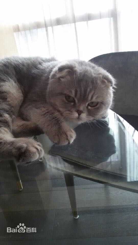 杨颖(Angelababy)baby和小宝贝图册