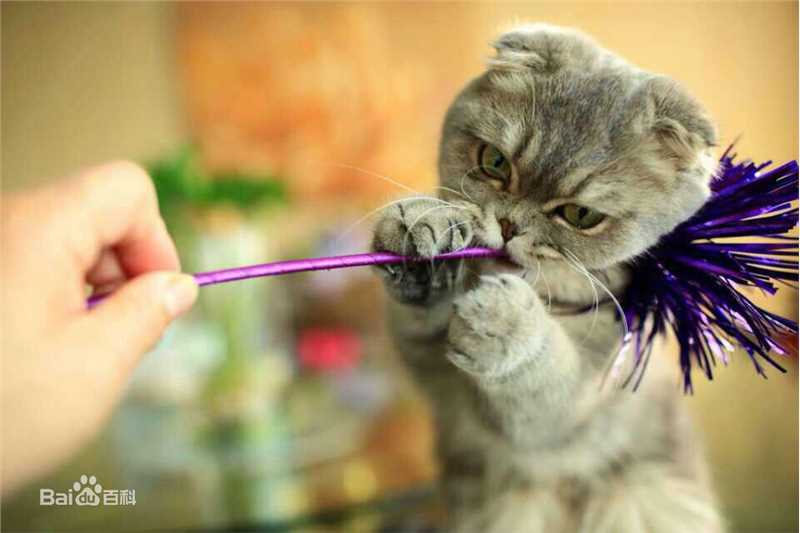 杨颖(Angelababy)baby和小宝贝图册