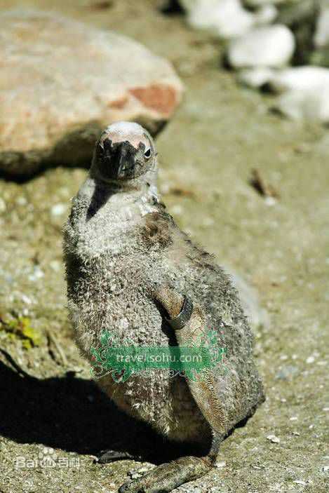 最新蒋雯丽精彩图册