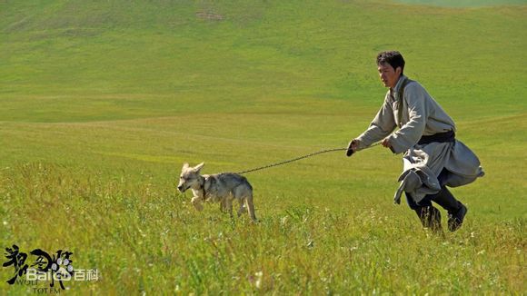 高清冯绍峰(William Feng)在电影《狼图腾》中的图册