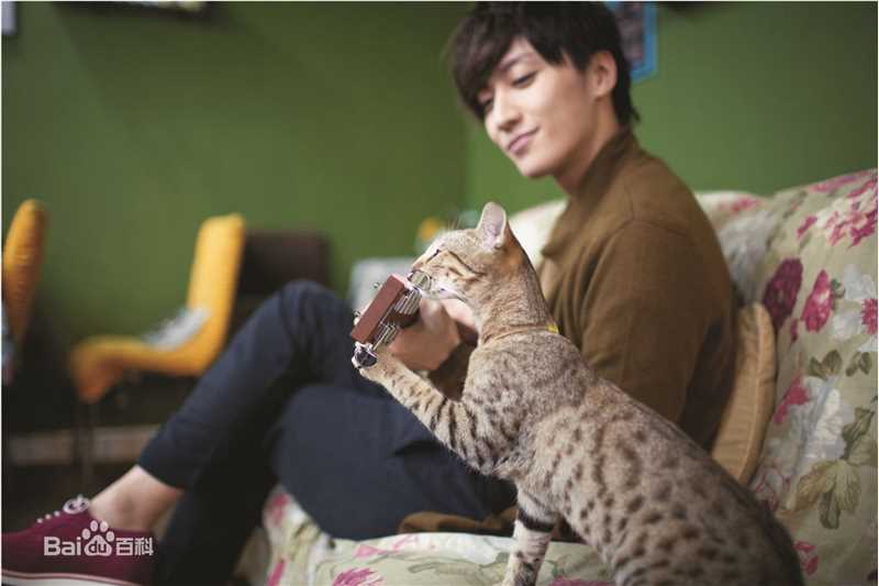 乔任梁(Kimi)跟我回家的猫壁纸壁纸