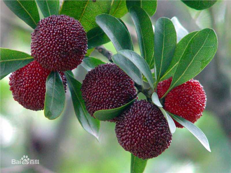 杨梅根图片图集