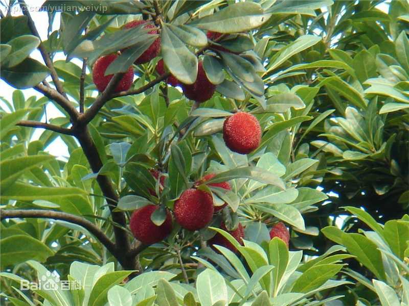 杨梅根图片图集