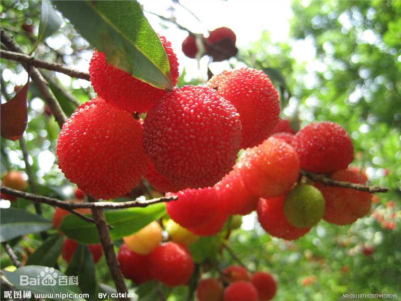 杨梅根图片图集