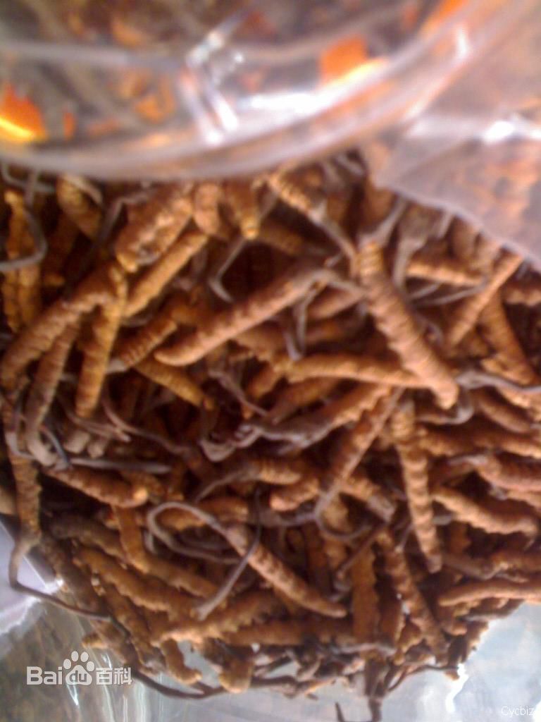 杨梅根图片图集