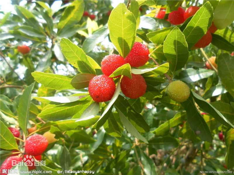 杨梅根图片图集