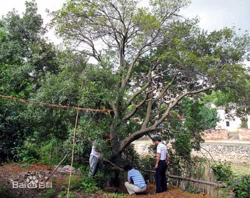 杨梅根图片图集