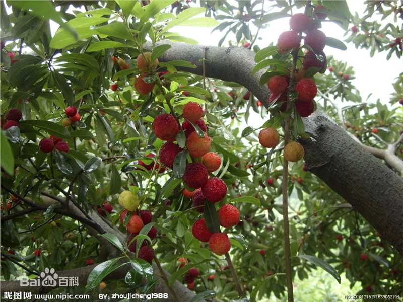 杨梅根图片图集