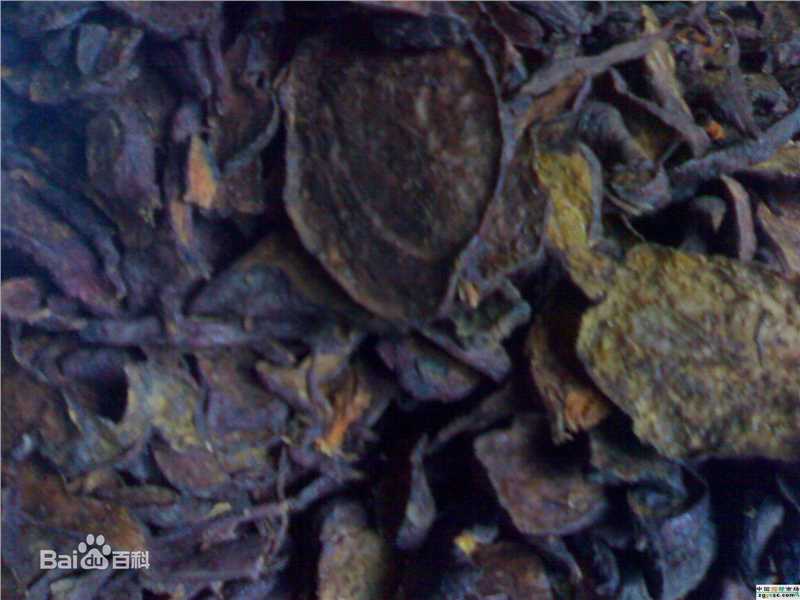 杨梅根图片图集