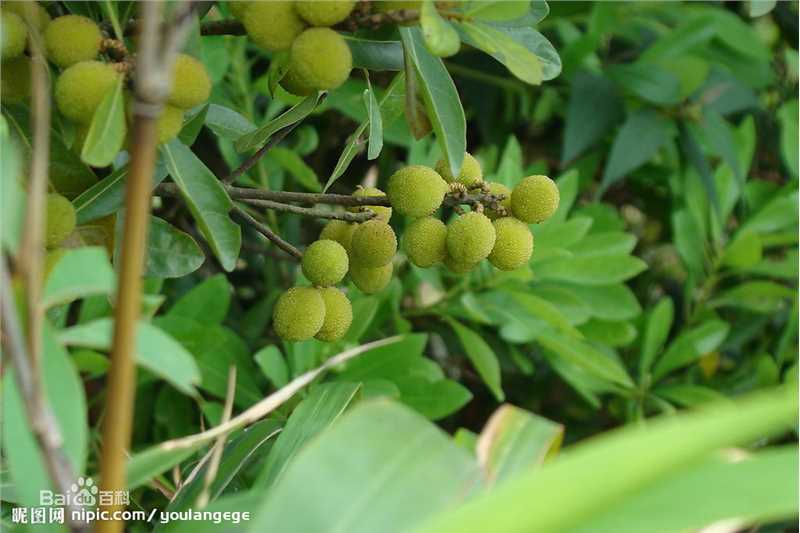 杨梅根图片图集