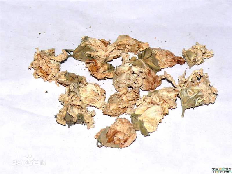 杨梅根图片图集