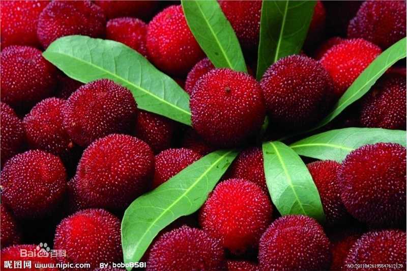 杨梅根图片图集