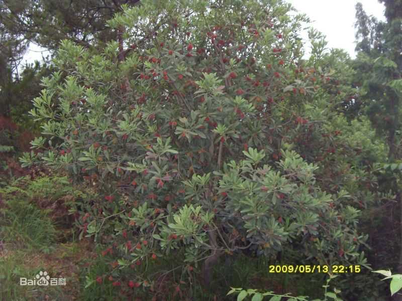 杨梅树壁纸壁纸