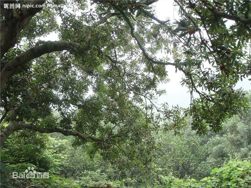 杨梅树壁纸壁纸