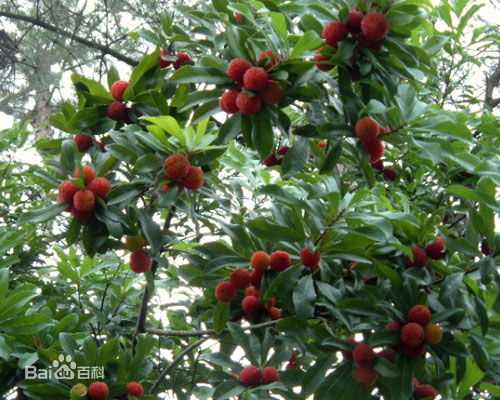 杨梅树壁纸壁纸