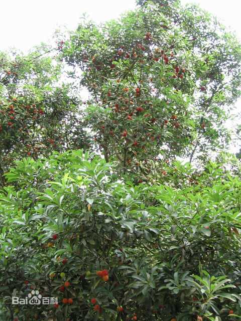 杨梅树壁纸壁纸