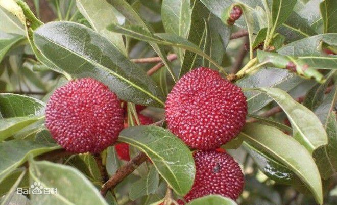 杨梅树壁纸壁纸