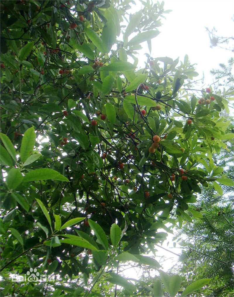 杨梅树壁纸壁纸