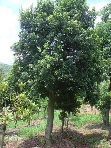 杨梅树壁纸壁纸