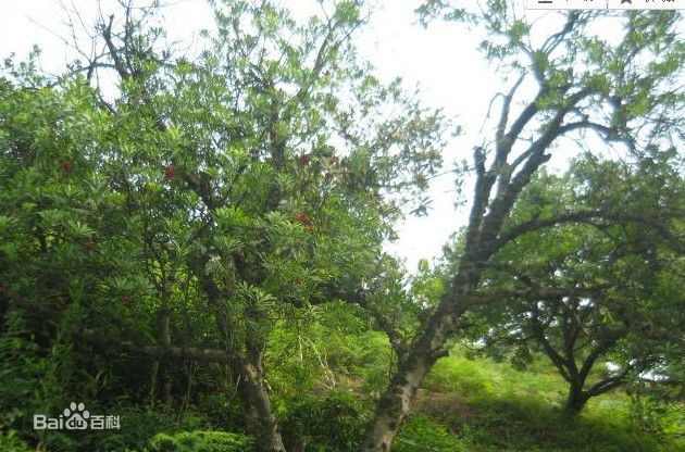 杨梅树壁纸壁纸